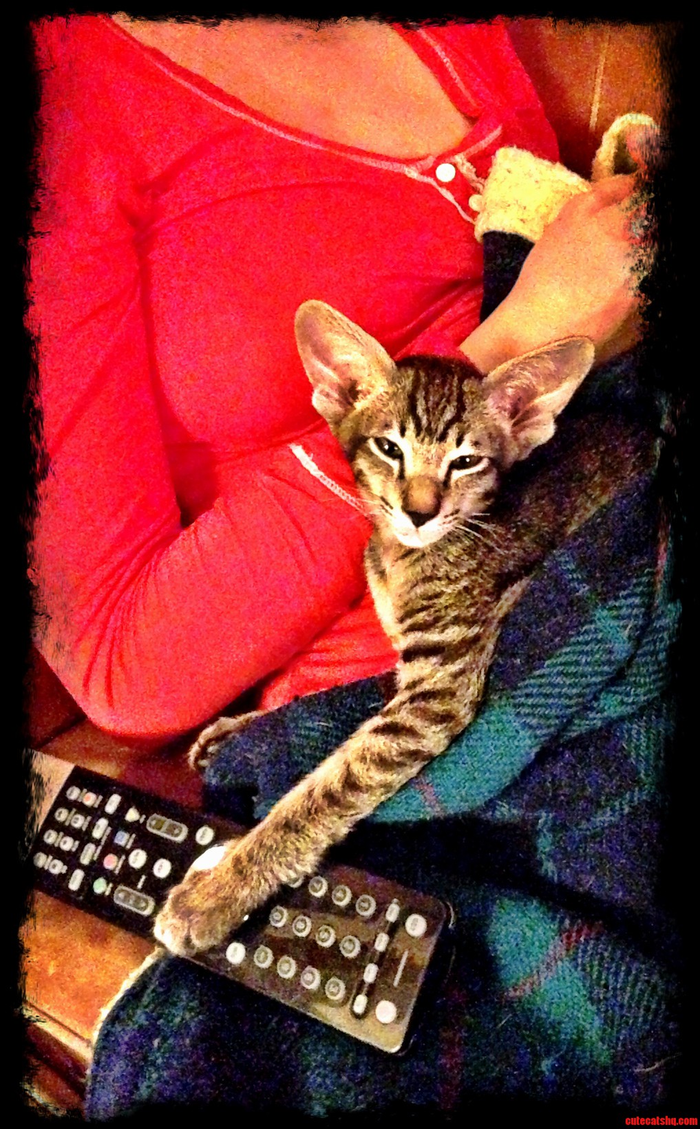 Please Help My Name My Oriental Kitten