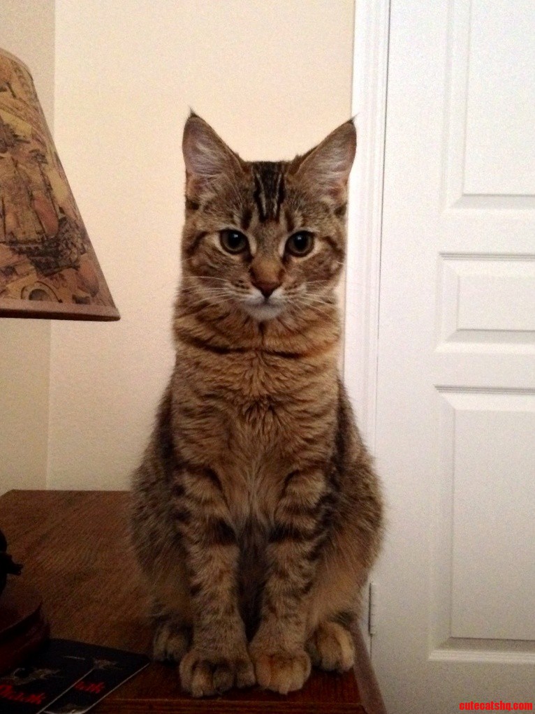 Polydactyl Kitten Her Name Is Mrs Kitty. 7 Months Old