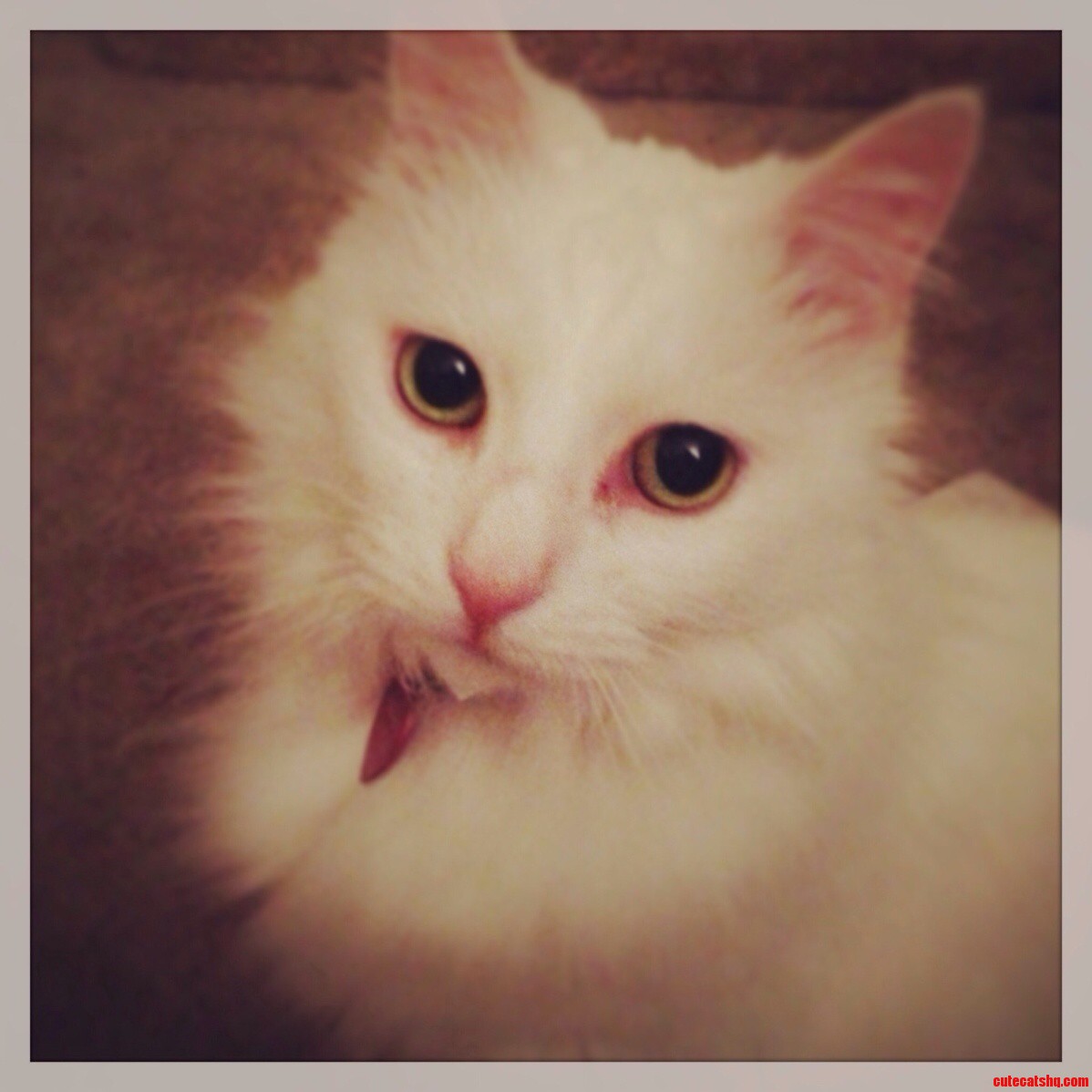 Pretty Sure My Cat Would Be a Supermodel If She Were Human.