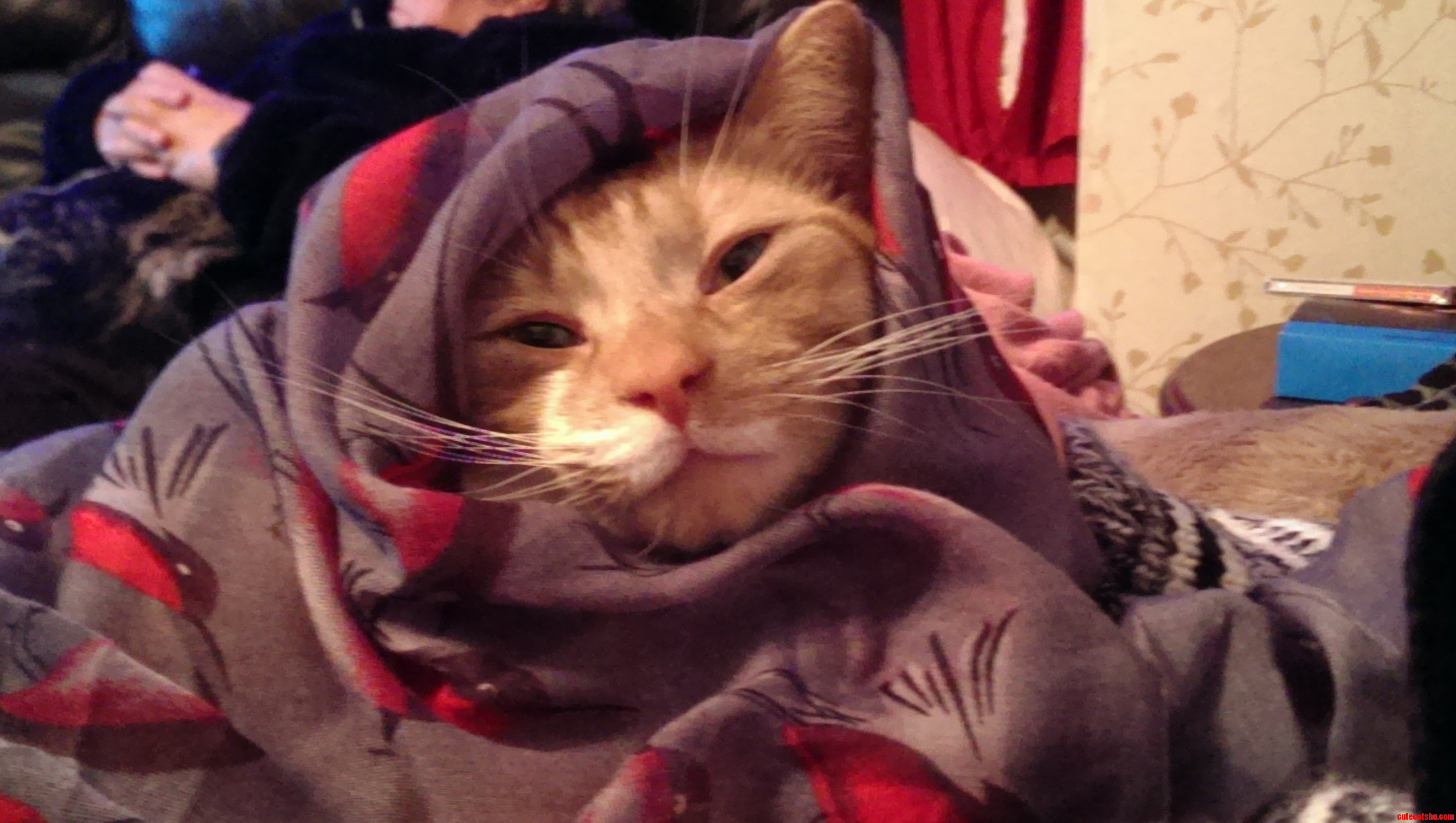 Prince of Purrsia