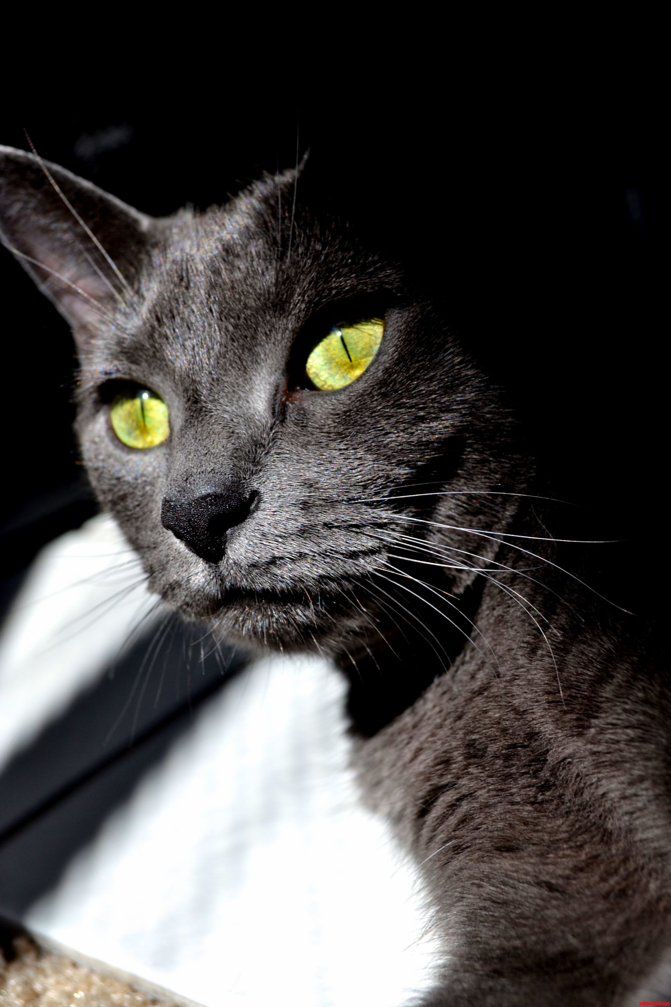 Probably the Only Time My Derpiest Cat Has Looked Somewhat Regal.