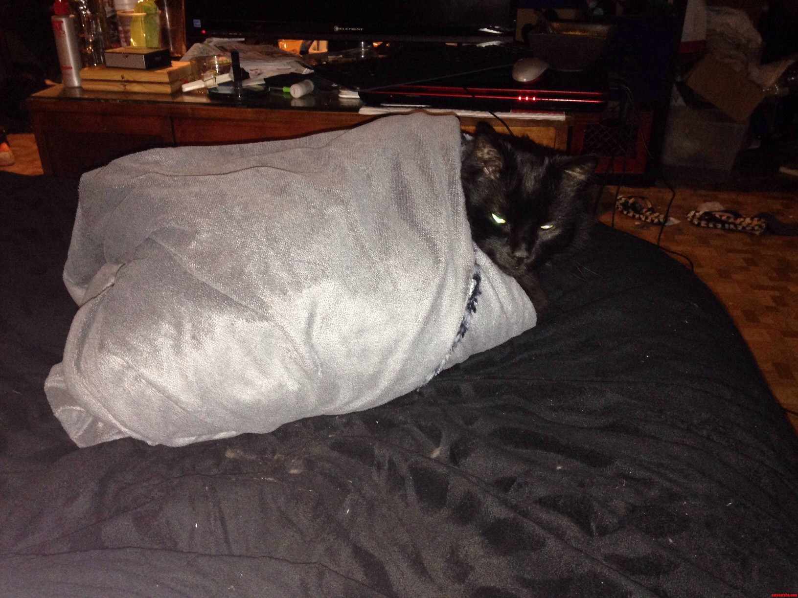 Purrito Con Spooky