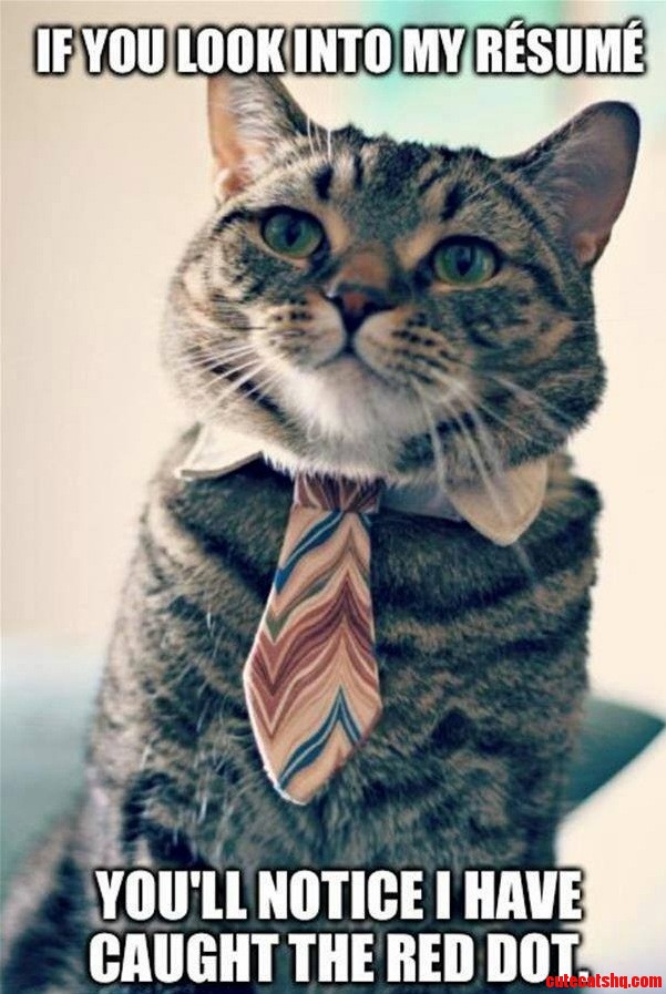 Qualified Cat