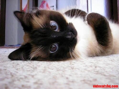 Quite Possibly the Prettiest Cat in Existence