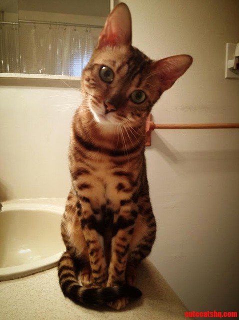 Raja Is One Good Looking Guy