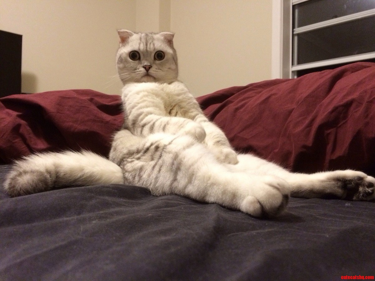 Raww Does Not Seem to Like My Cat but You Guys Do Right