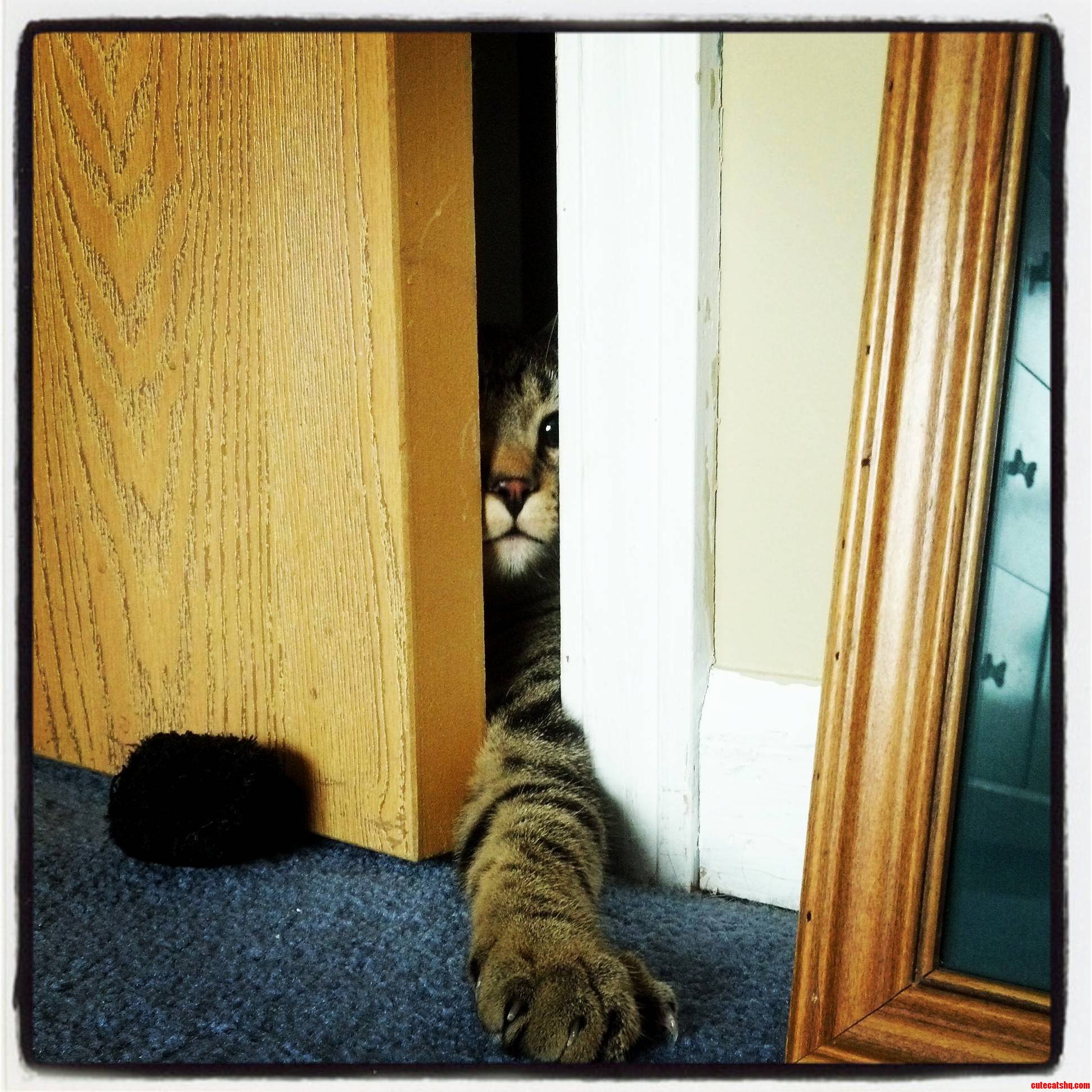 Roommates Kitten Trying to Sneak in
