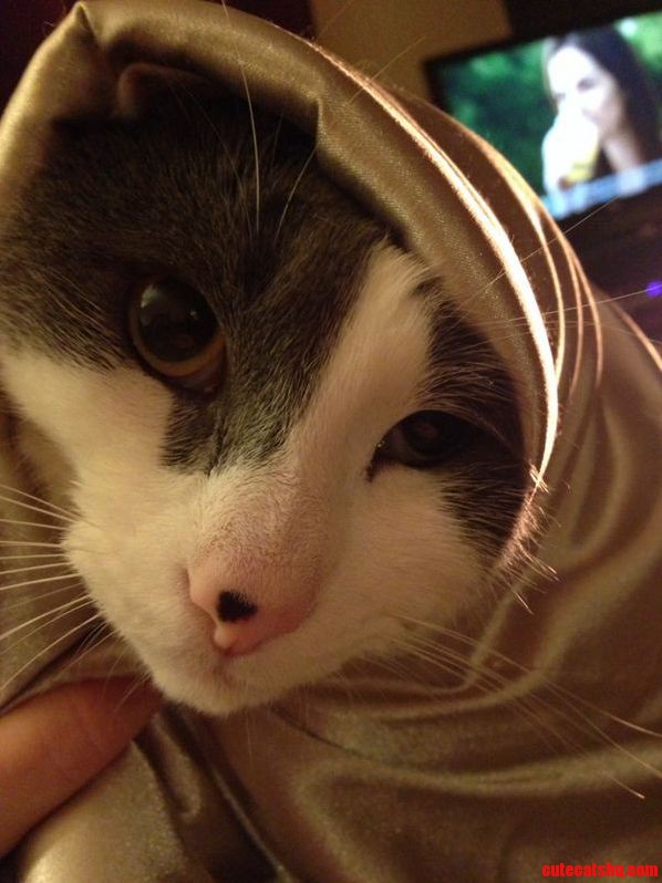 Rufus and His Beautiful Shawl