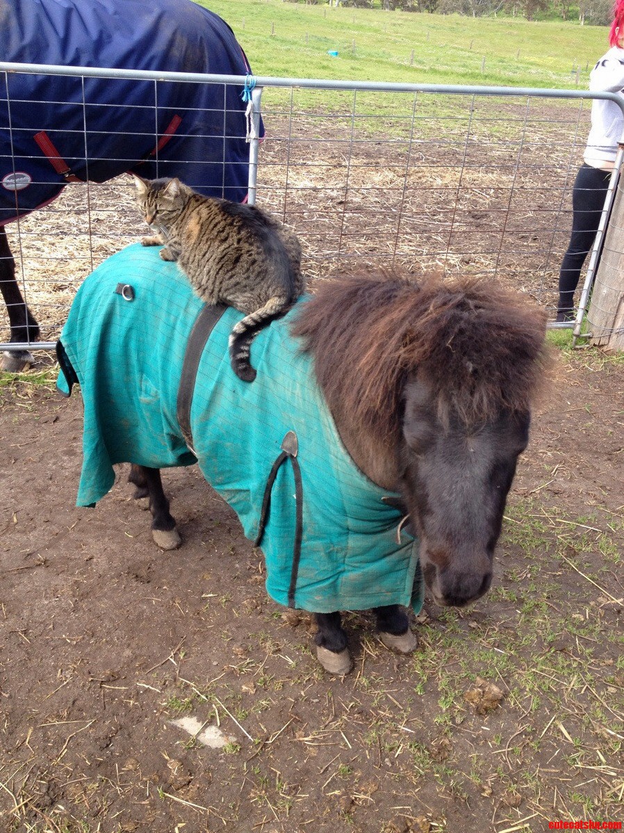 Saddle Up