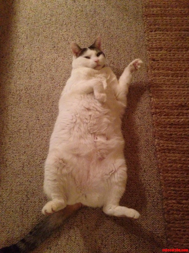 Safe to Say He Enjoys the Catnip.
