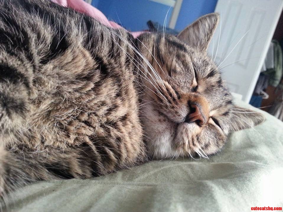 Samson Has a Hard Life Guys...