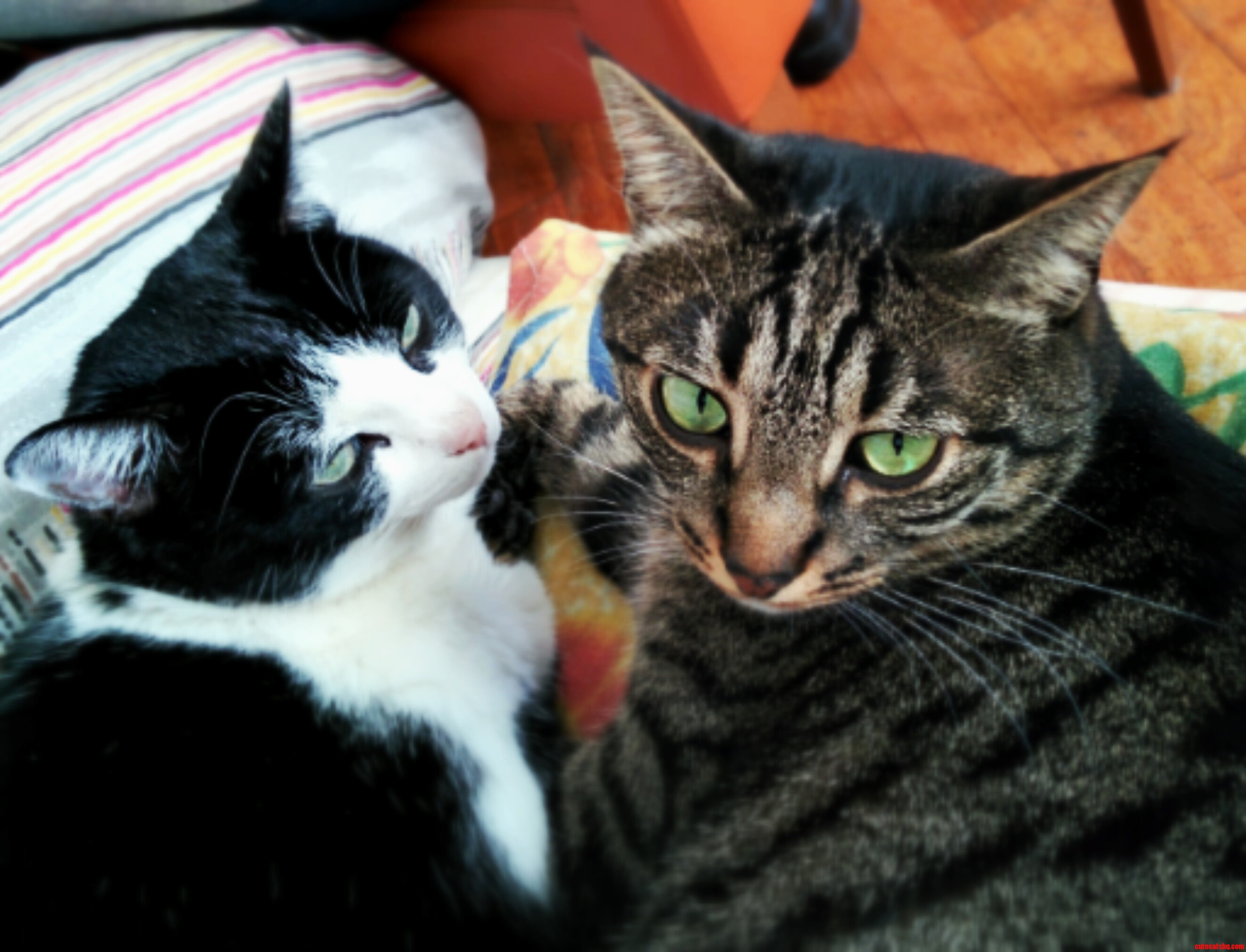 Sansone and Cipria