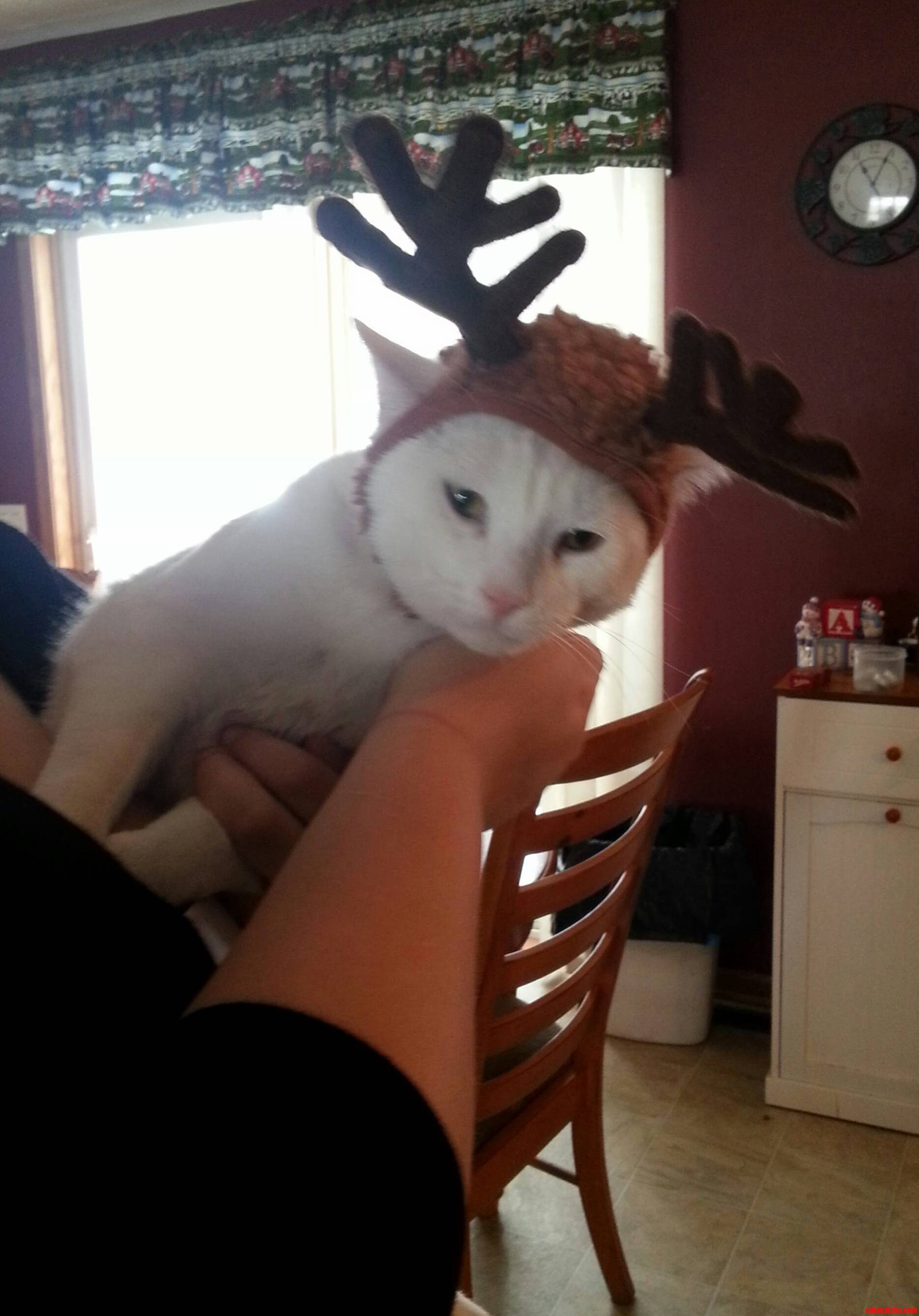 Santas Reluctant Helper