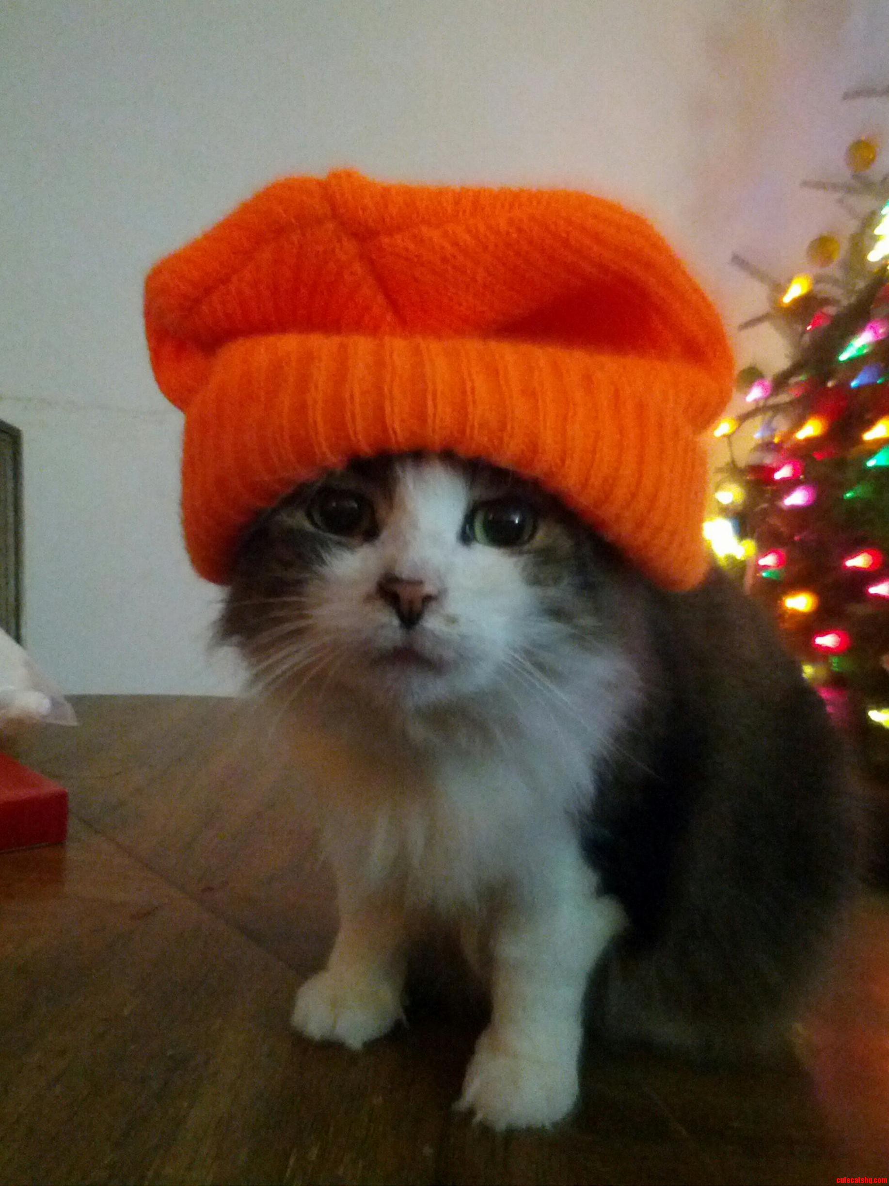 Scooter Getting Ready for Tonights Snowstorm.