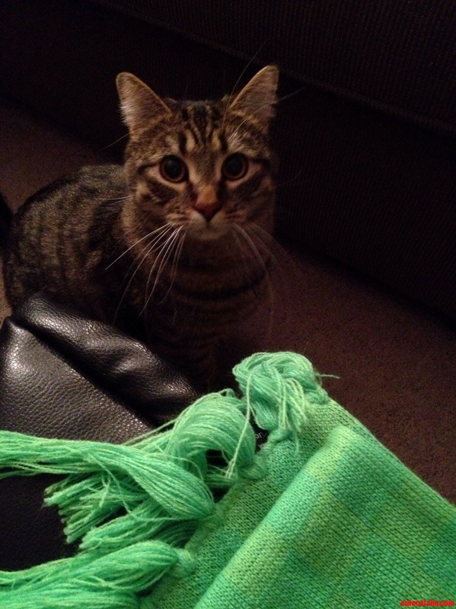 Second Cat of the Night - This One Is Marley