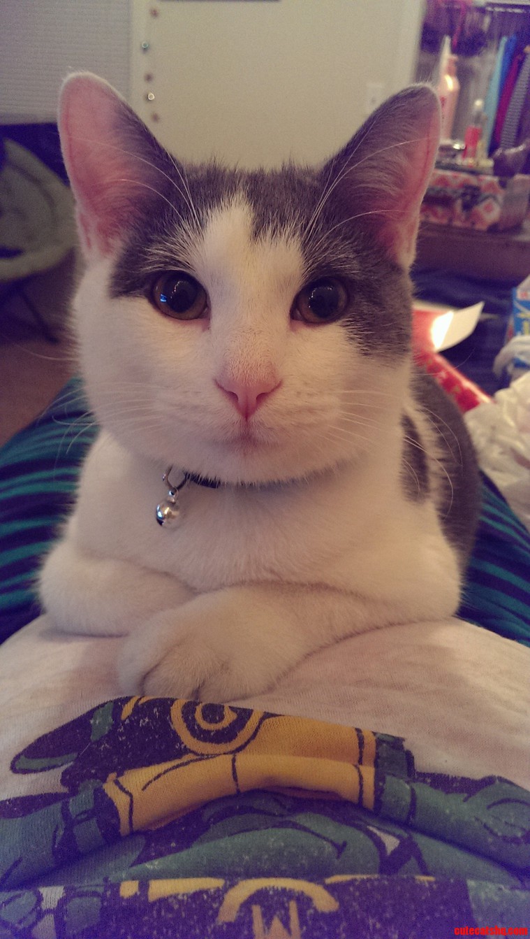 Severus the Cat.