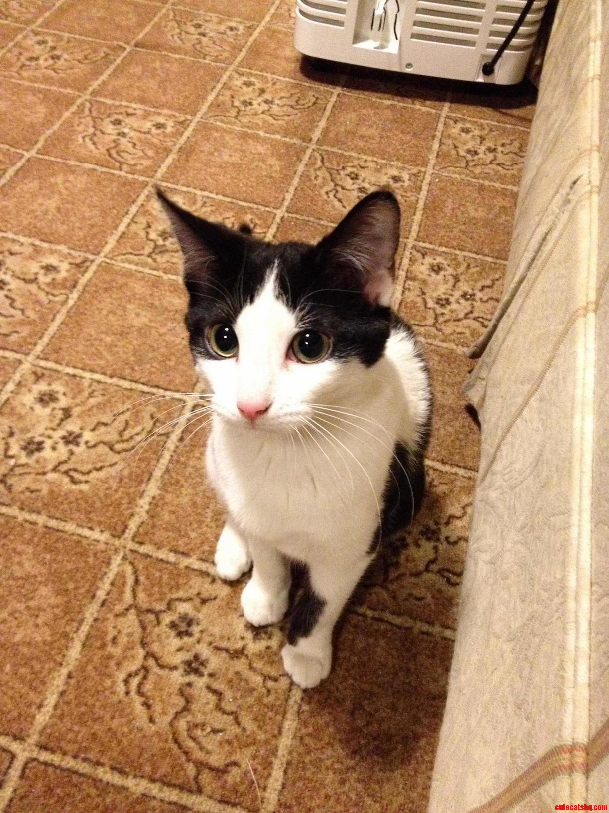 She Has a Name but We Just Call Her Baby Kitty
