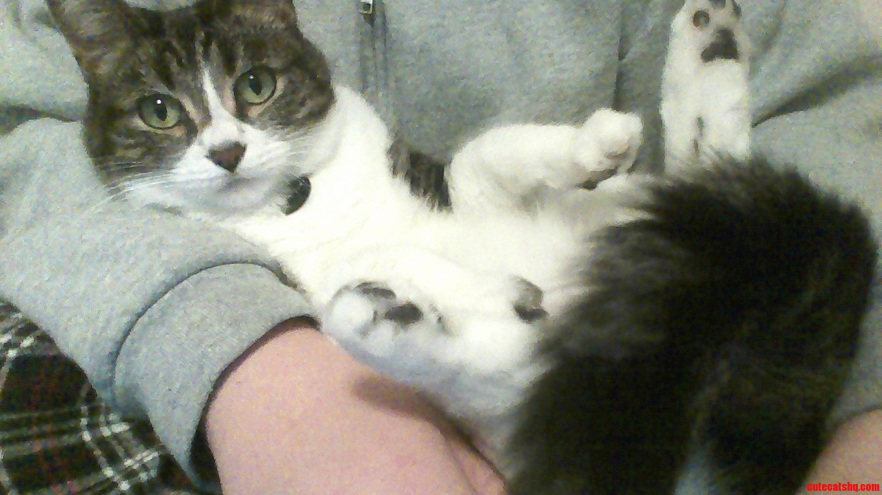 Sid Sits As Sid Wishes.