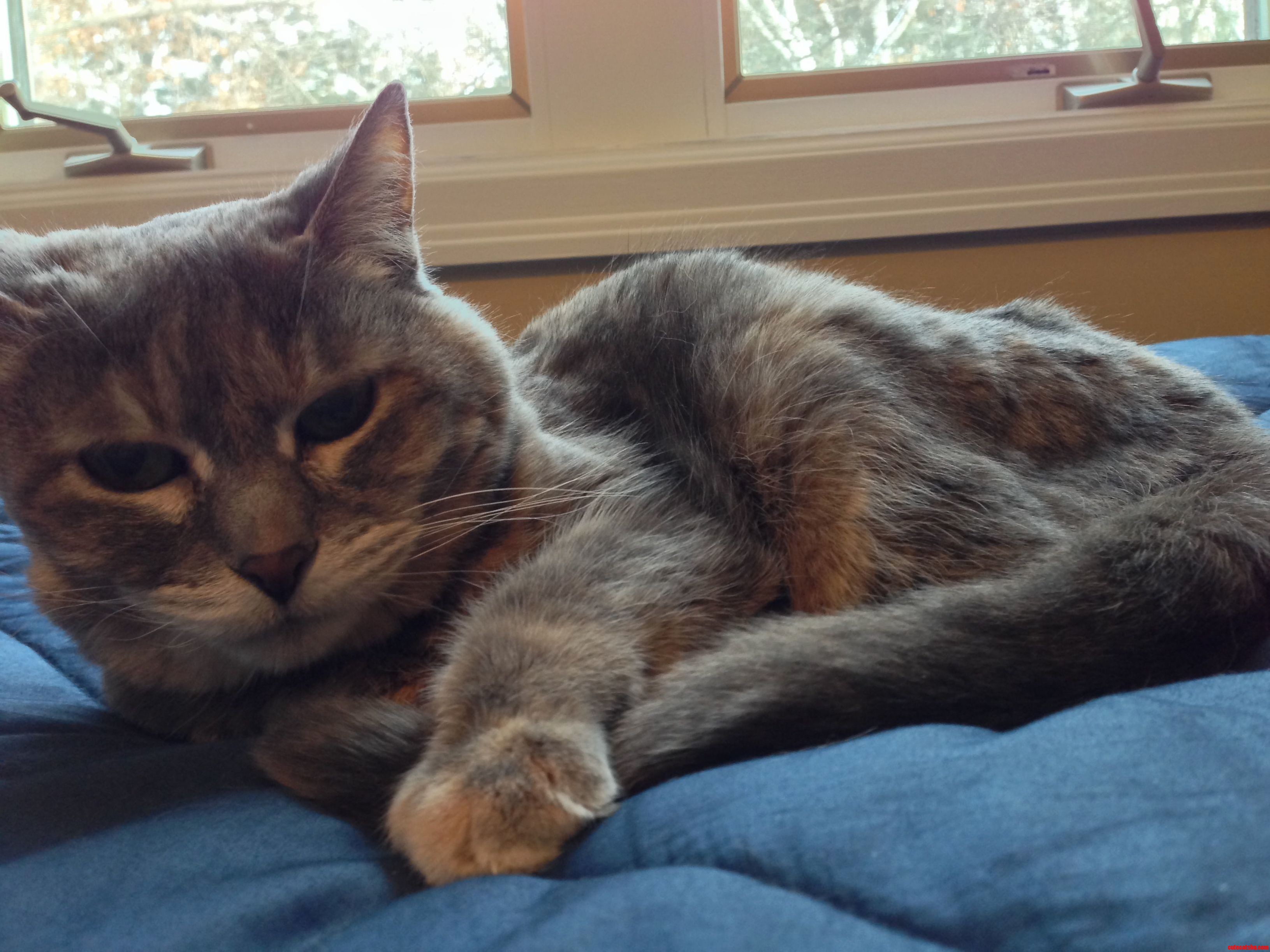 Snickers Has Been My Friend Since I Was 6. We Just Celebrated Her 20th Birthday