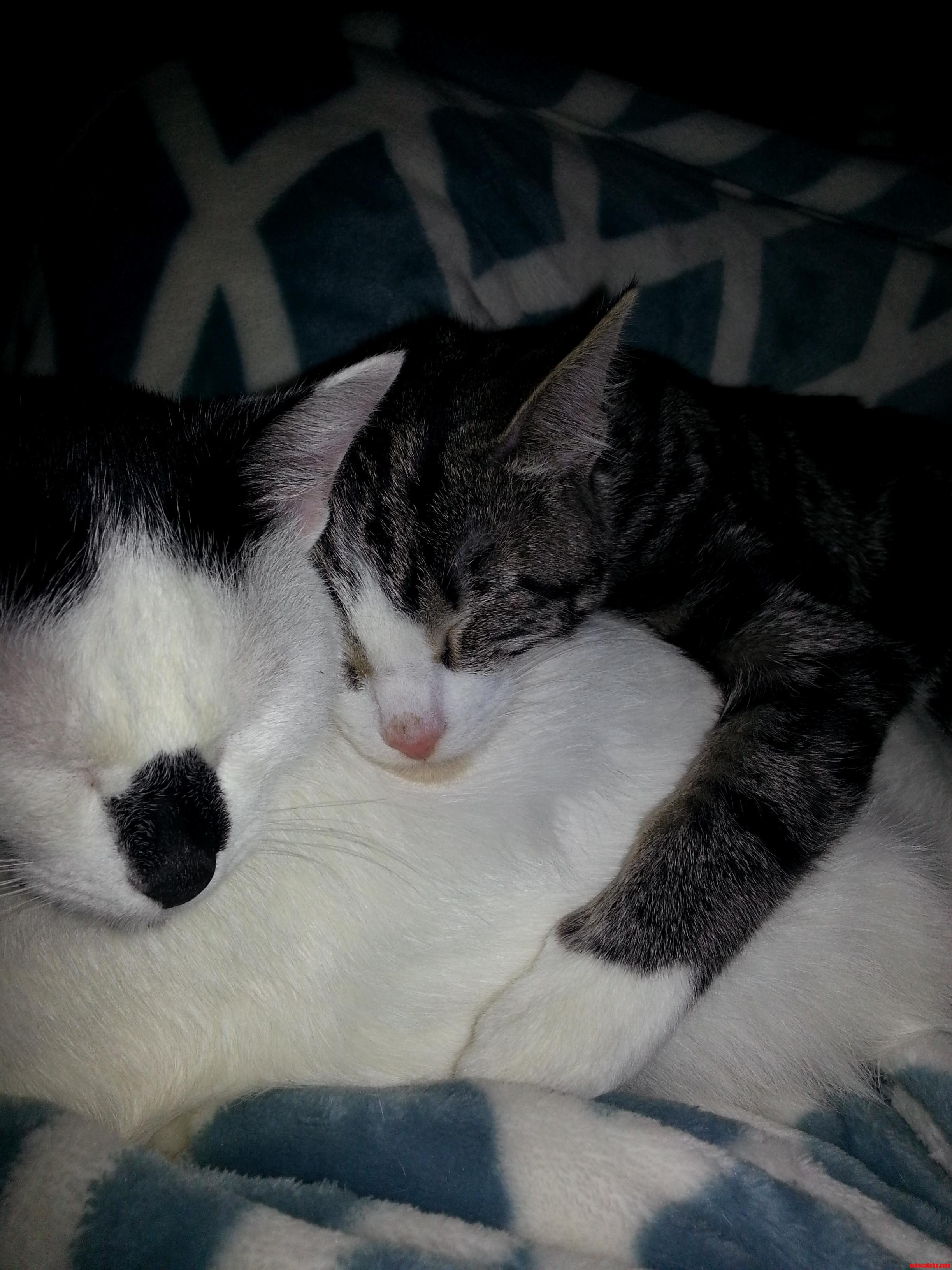Snuggling on This Cold Day.