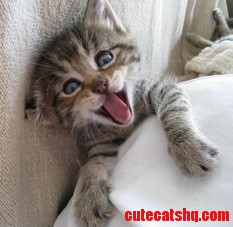 So Adorable