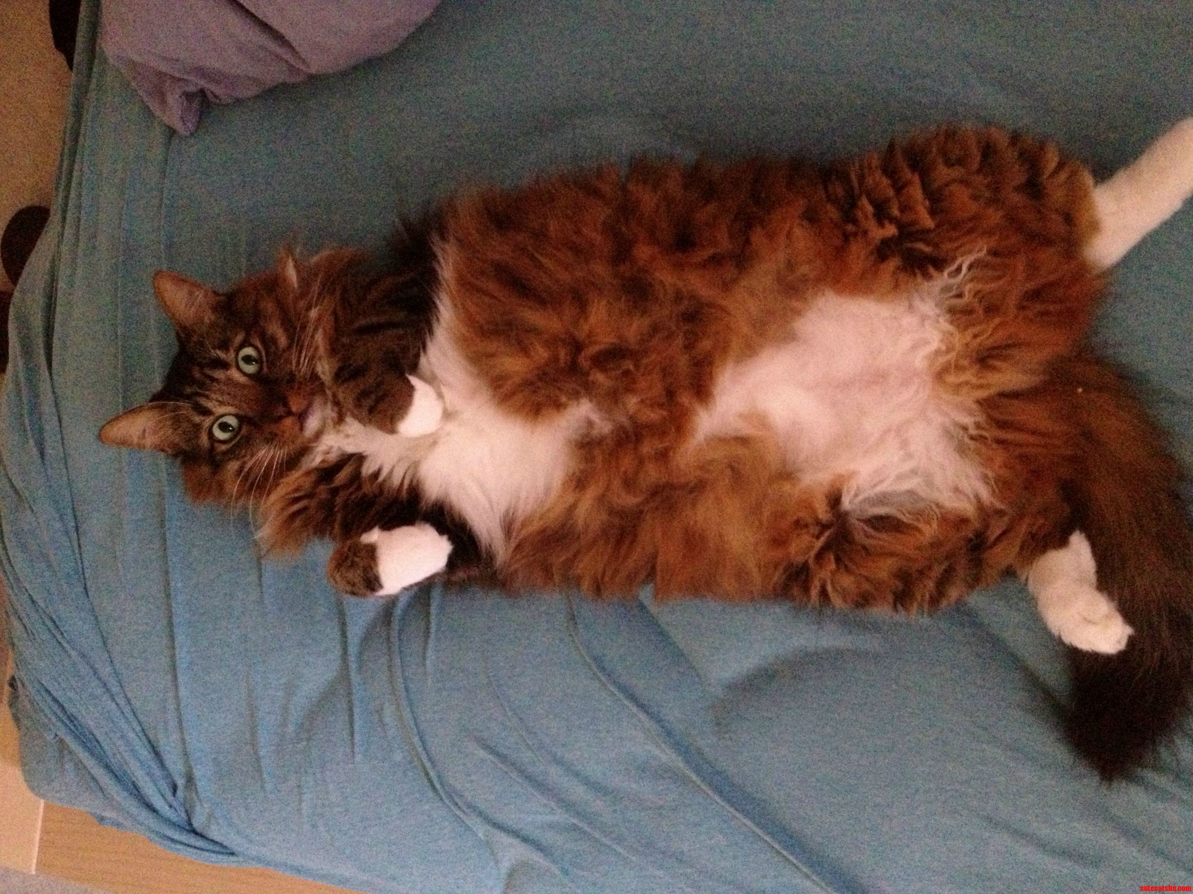 So Fluffy