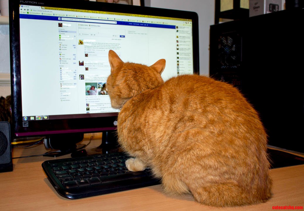 So My Cat Has a Social Life...