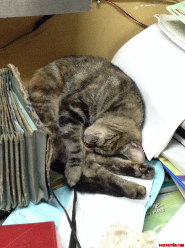 Sometimes My Cat Likes to Sleep Within My Junk Paper and Overdue Bills