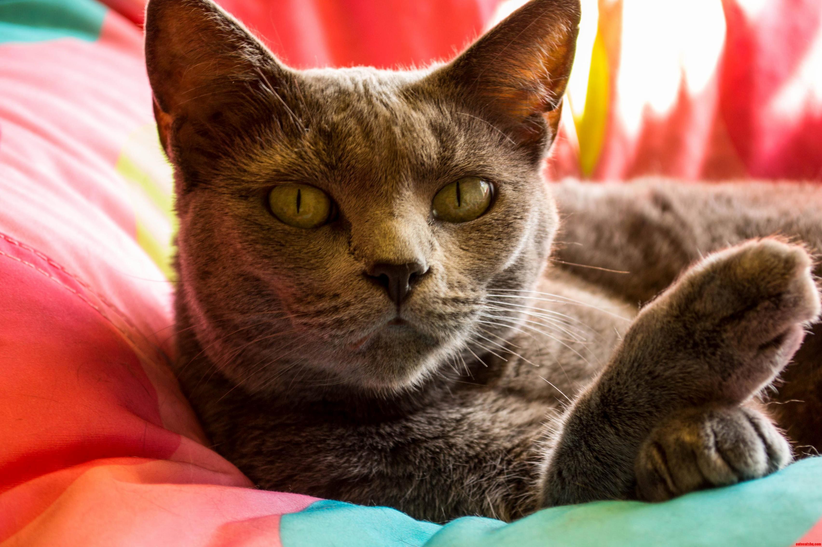 Sophie the Cat