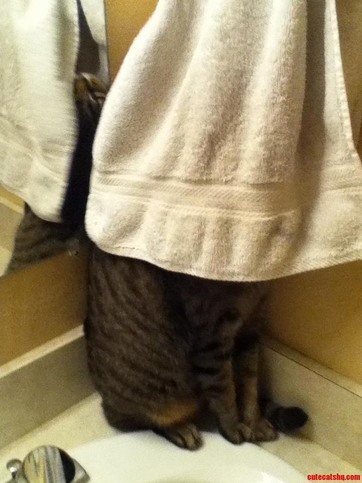 Sorry but My Cat Is the All Mighty Hunter.