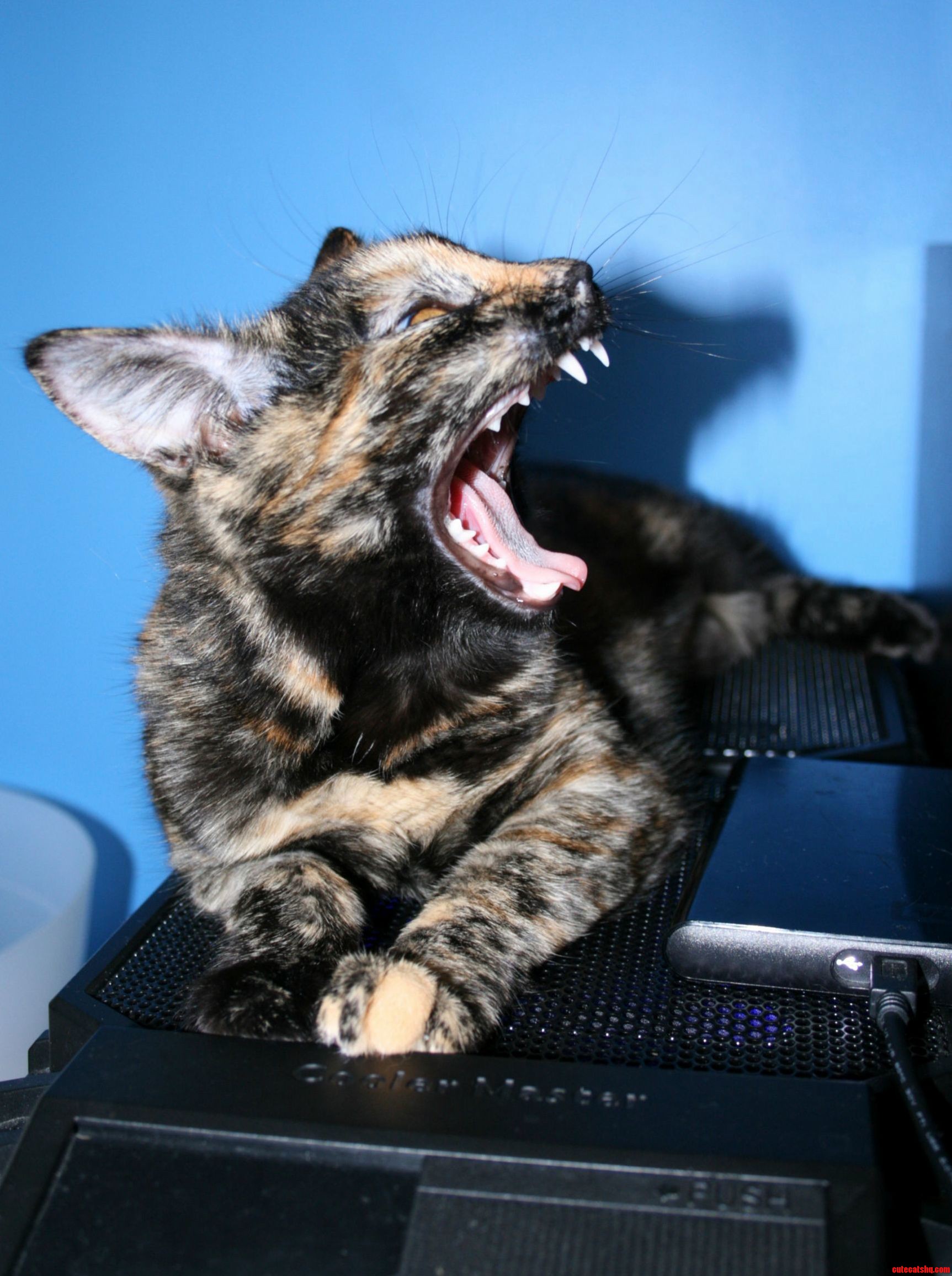 Such a Big Yawn for Such a Small Cat.