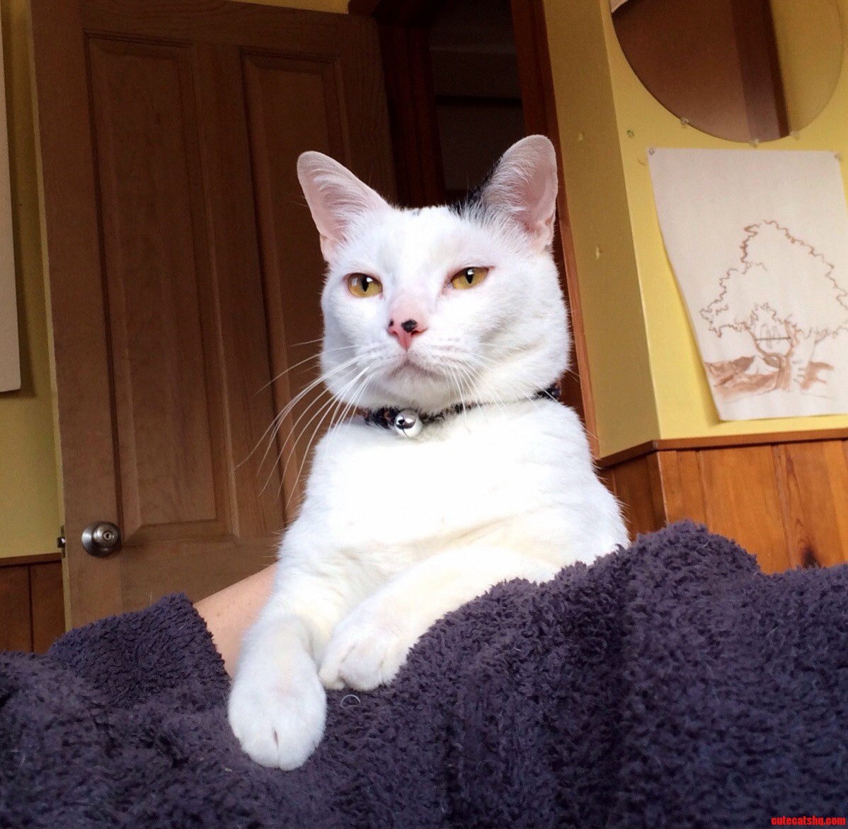 Surveying His Owners.