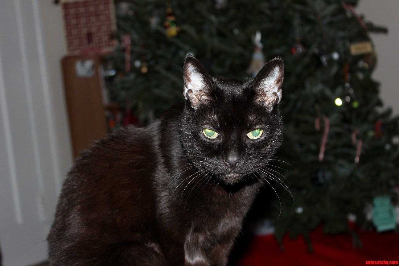 Take Down the Tree...or Else She Says. Oc
