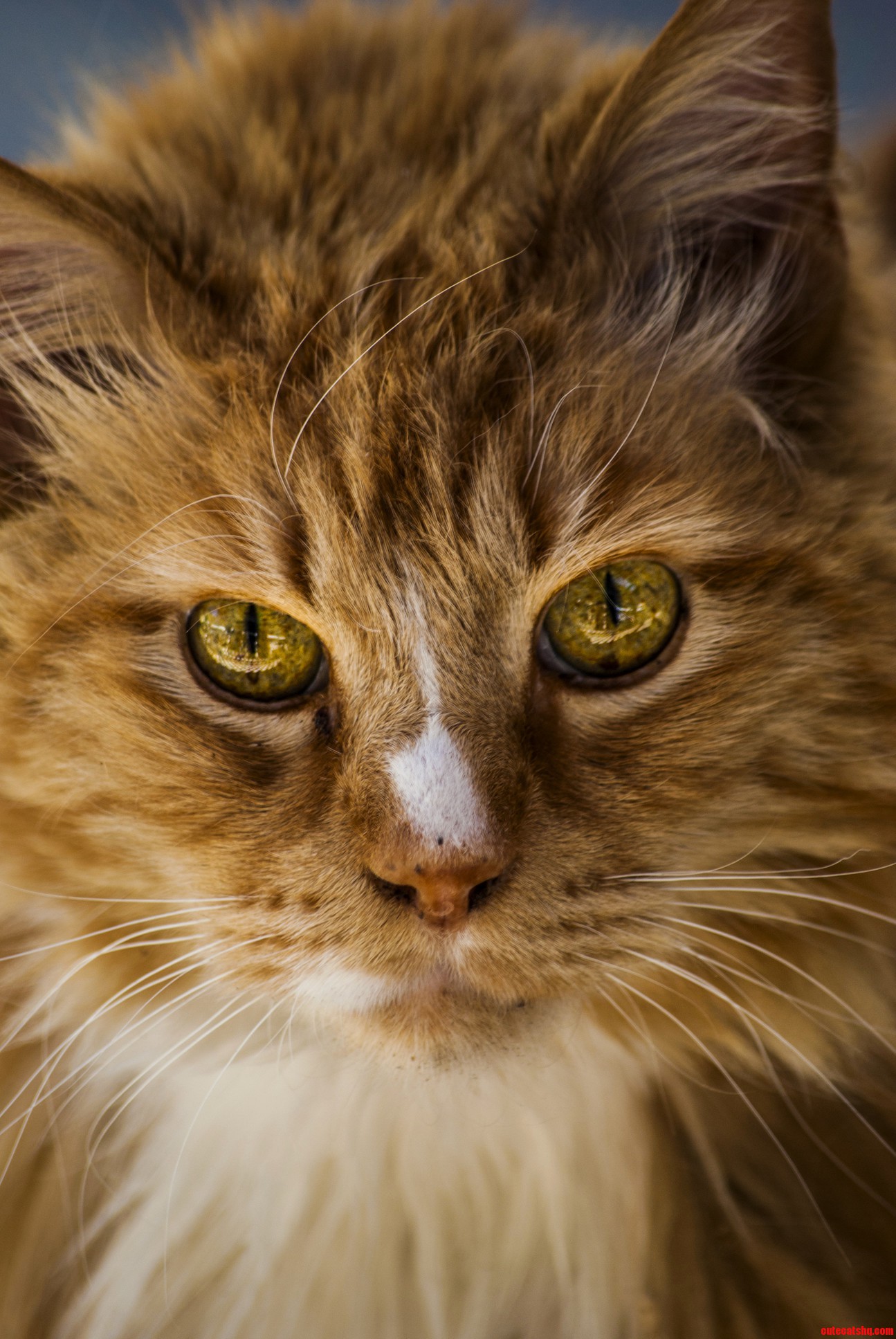 Talkin About Photogenic Cats How About This Fierce Little Guy
