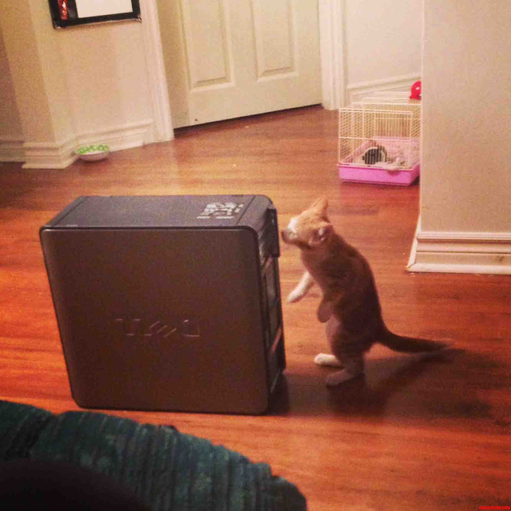 Tech Support