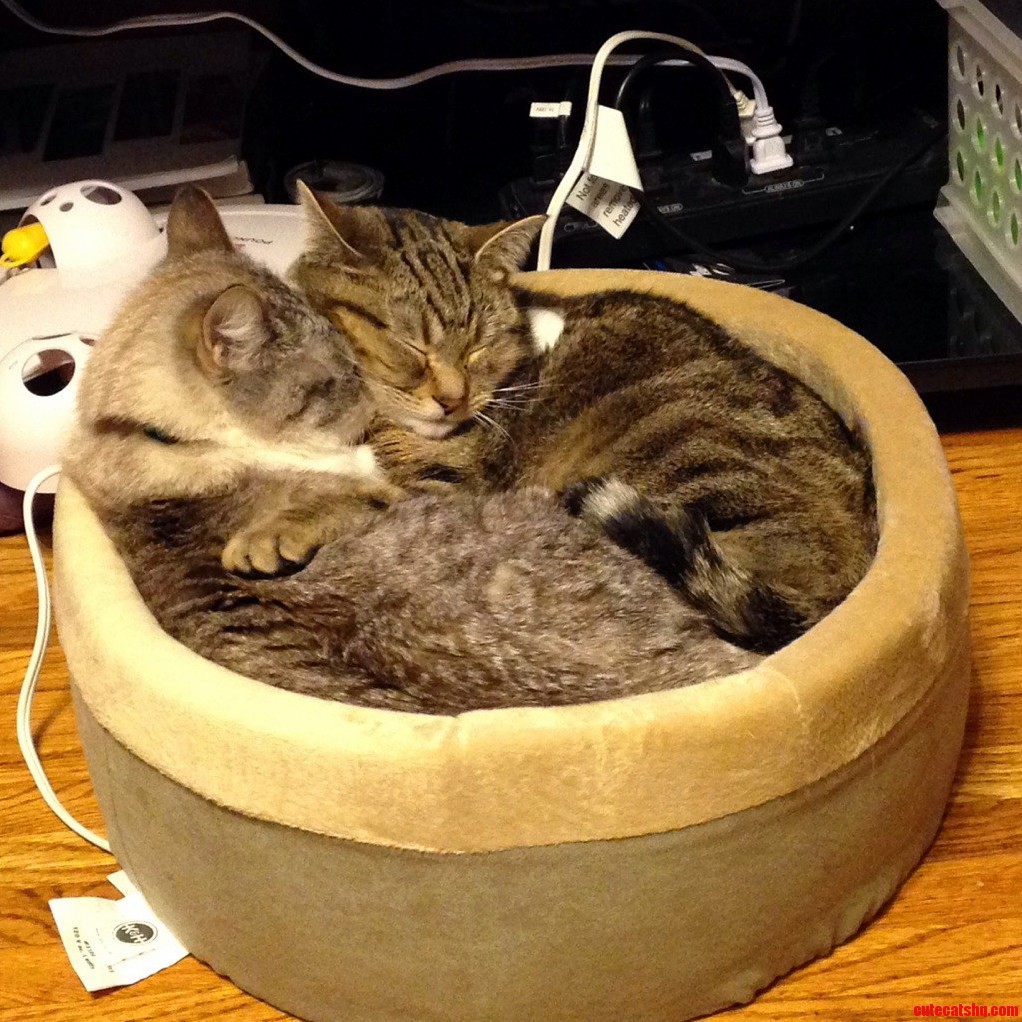 The Bed Is Barely Big Enough for the One but If Your Cuddling the More the Merrier