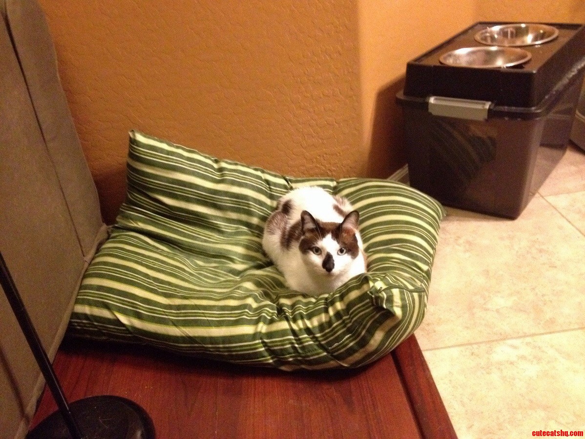 The Bed Thief Strikes Again