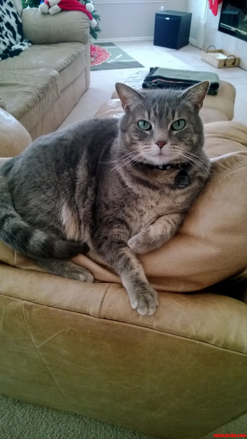 The Best Picture I Ve Ever Taken of Him... Kc in All His Majesty.