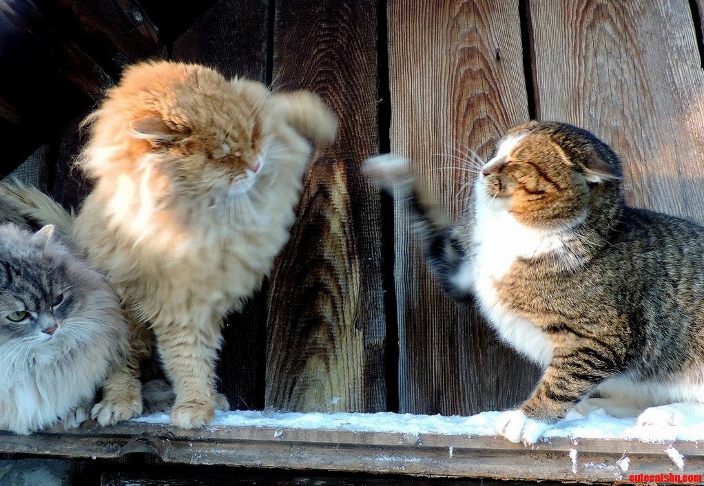 The Dueling Cats