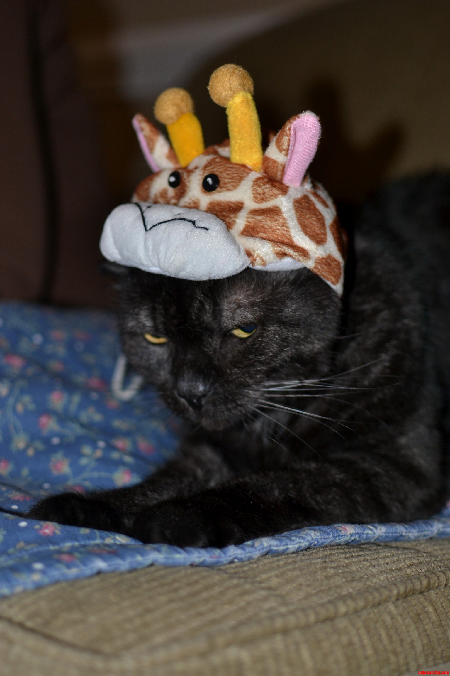 The Mad Giraffe Kitty