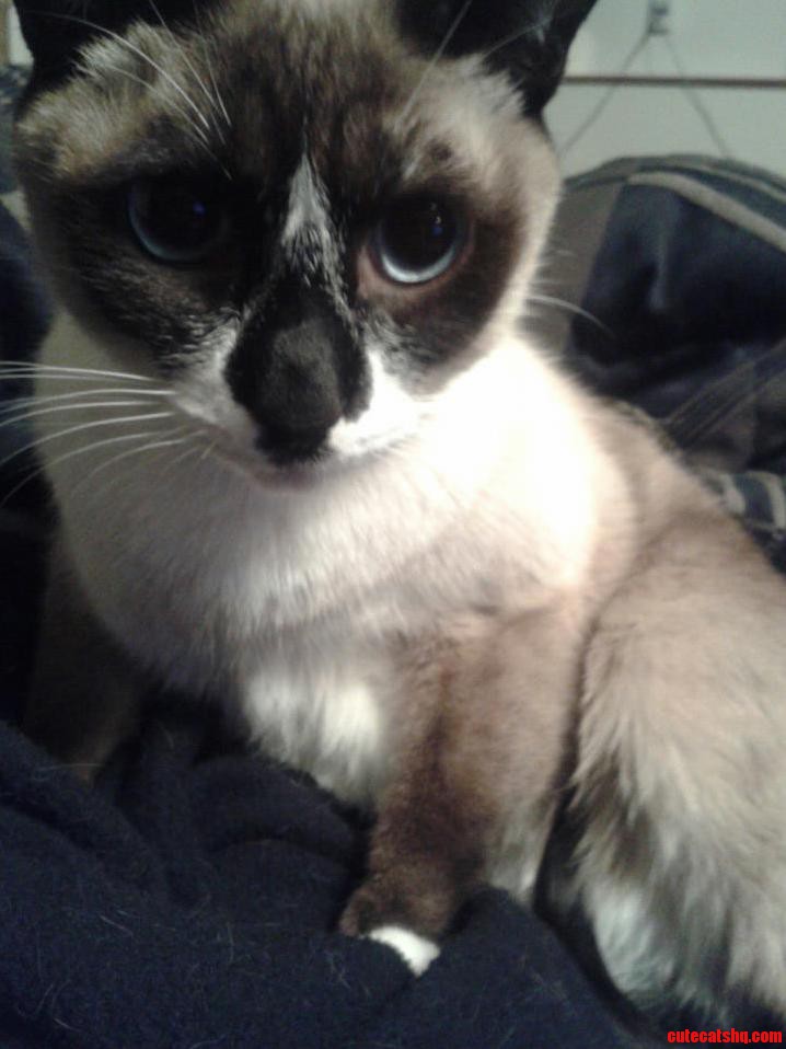 The Most Affectionate Cat I Ve Had Castor