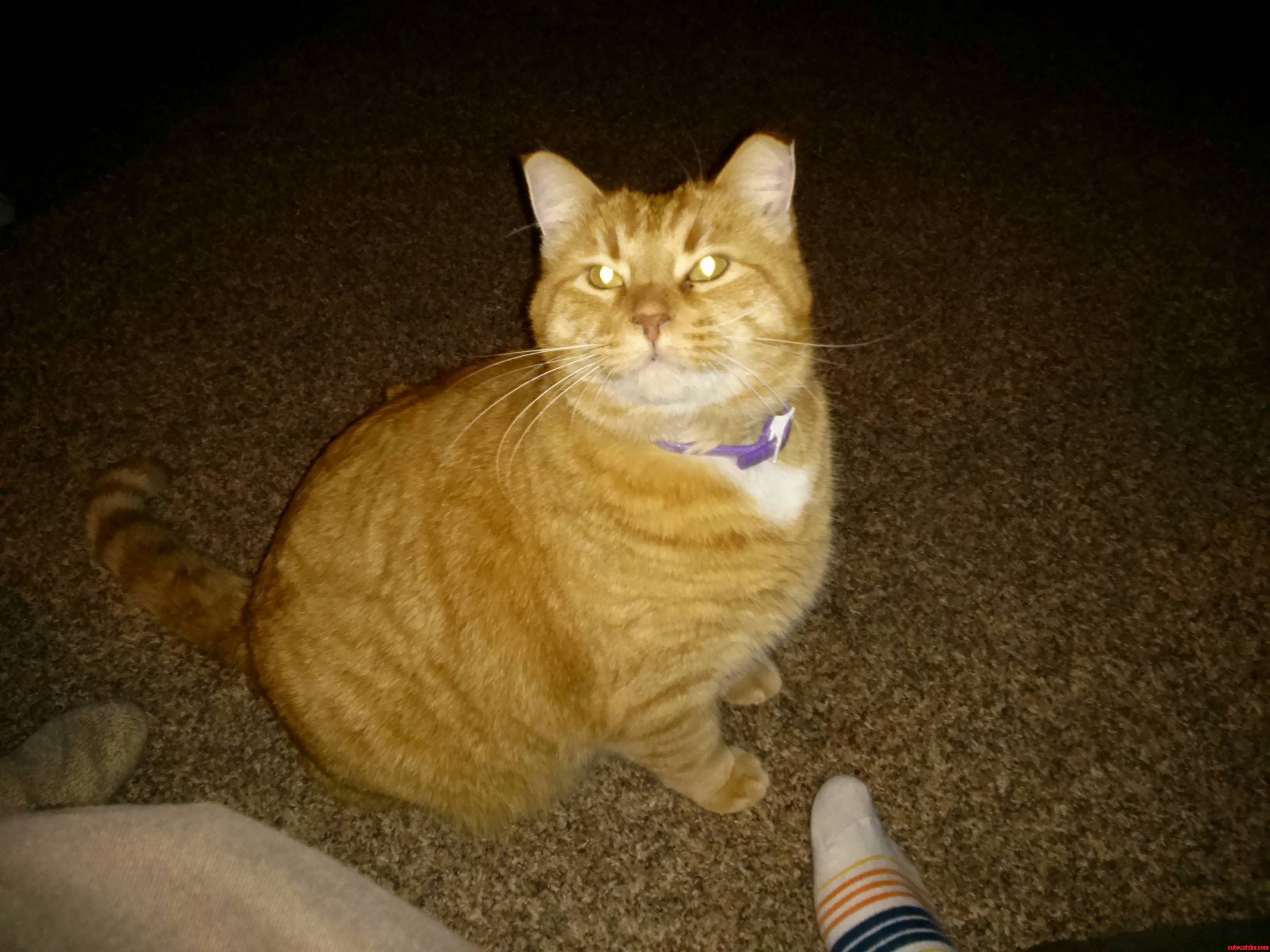 The People Wanted More Ralph So Heres More Ralph. Hes Fat