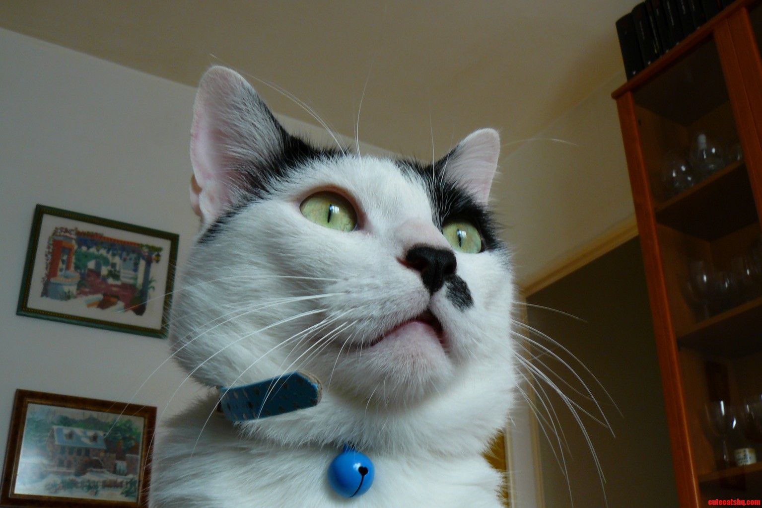 The Wtf Face of My Cat.
