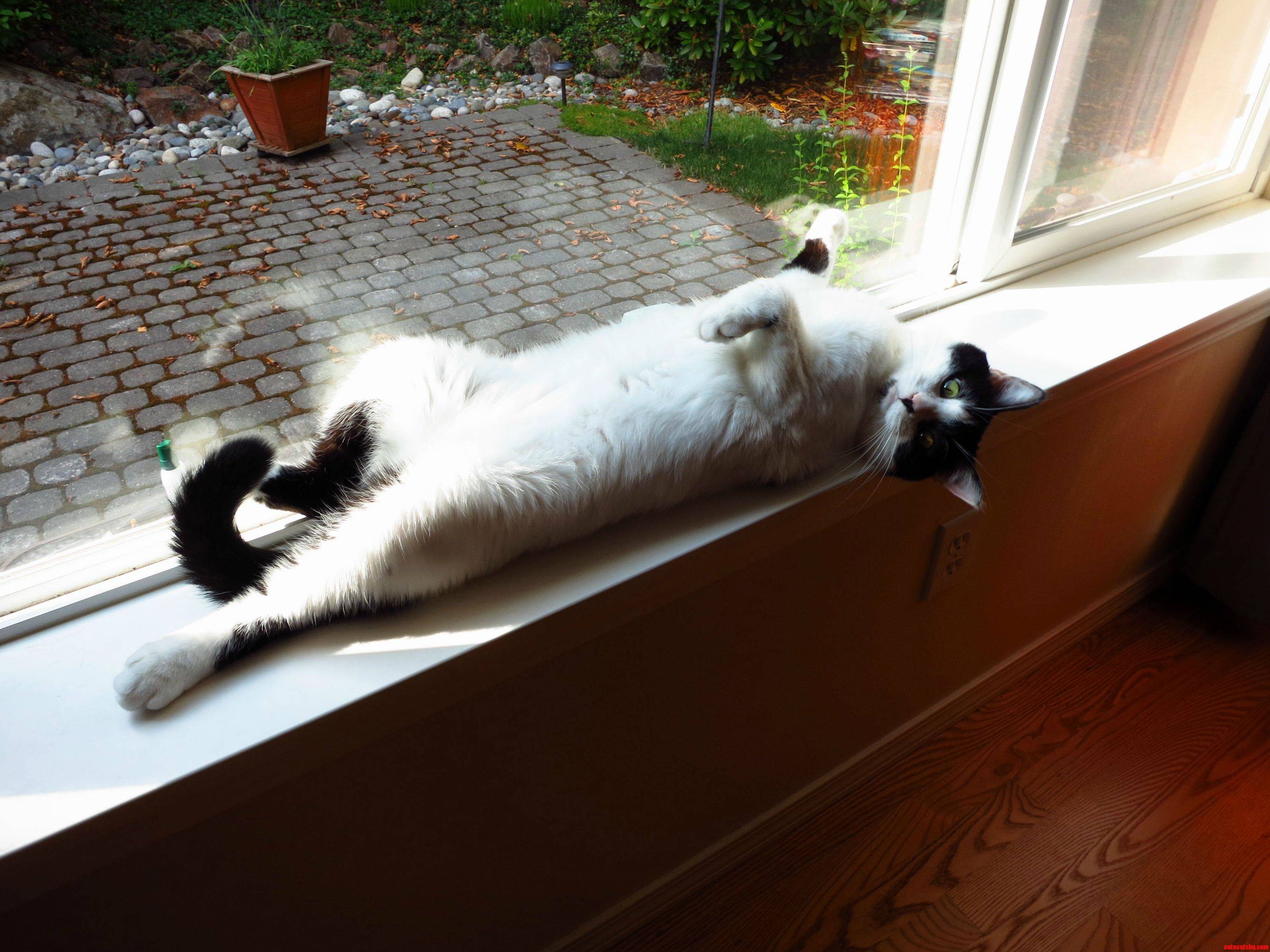 Theo Was a Stray. Hes Feeling at Home Now.