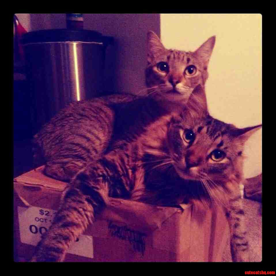 These Two Are Brothers. They Have Been Absolutely Inseparable Since Birth.