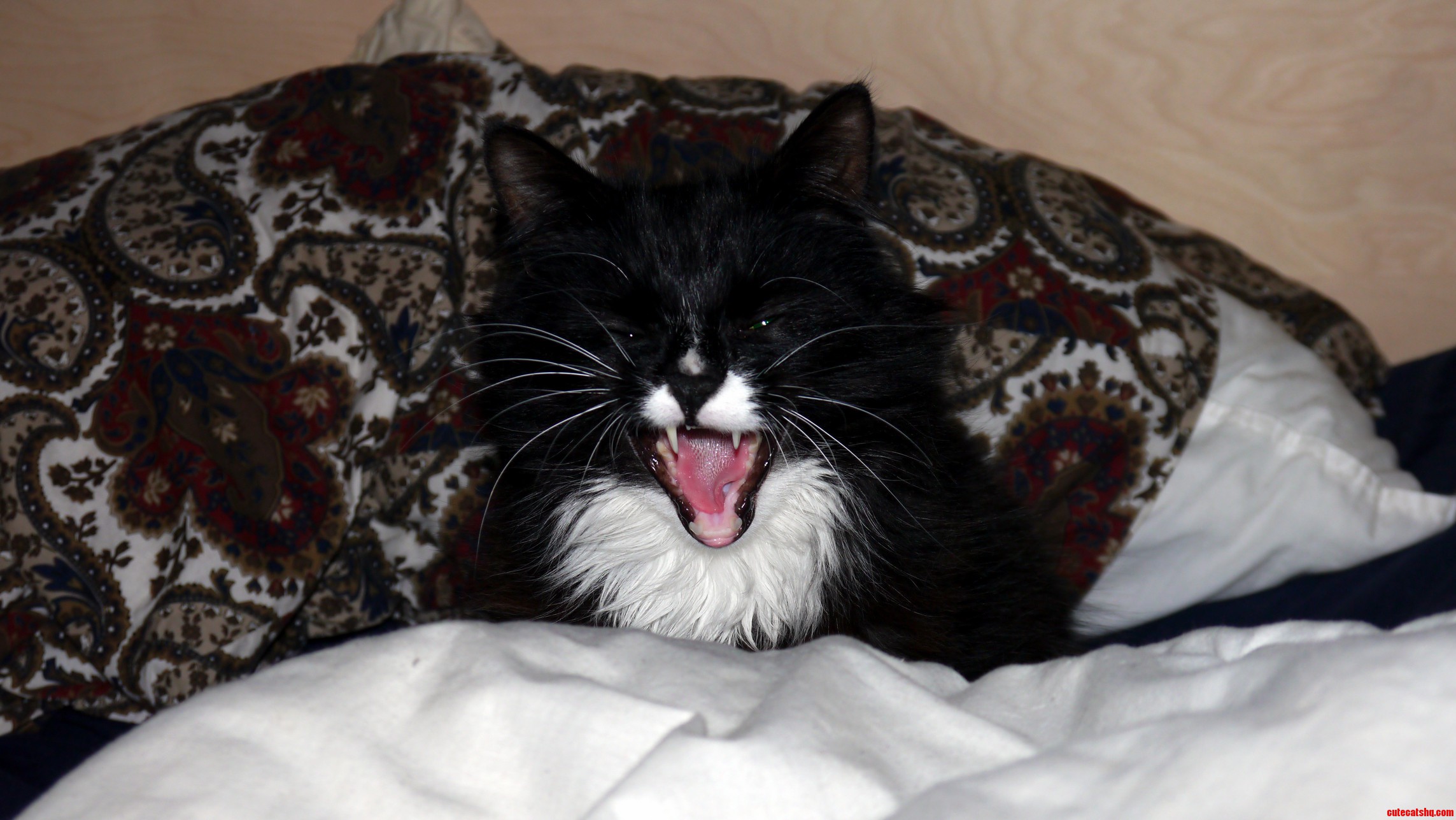 This Is Bossman. He Is a Weirdo.