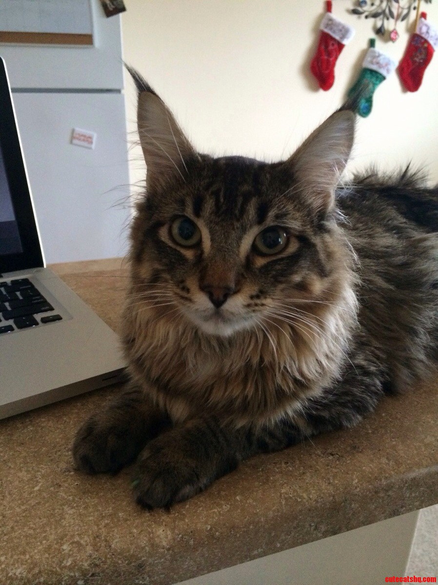 This Is Goku. and He Is a Happy Kitty.