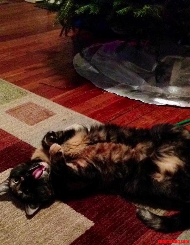 This Is How Excited My Cat Was for Christmas
