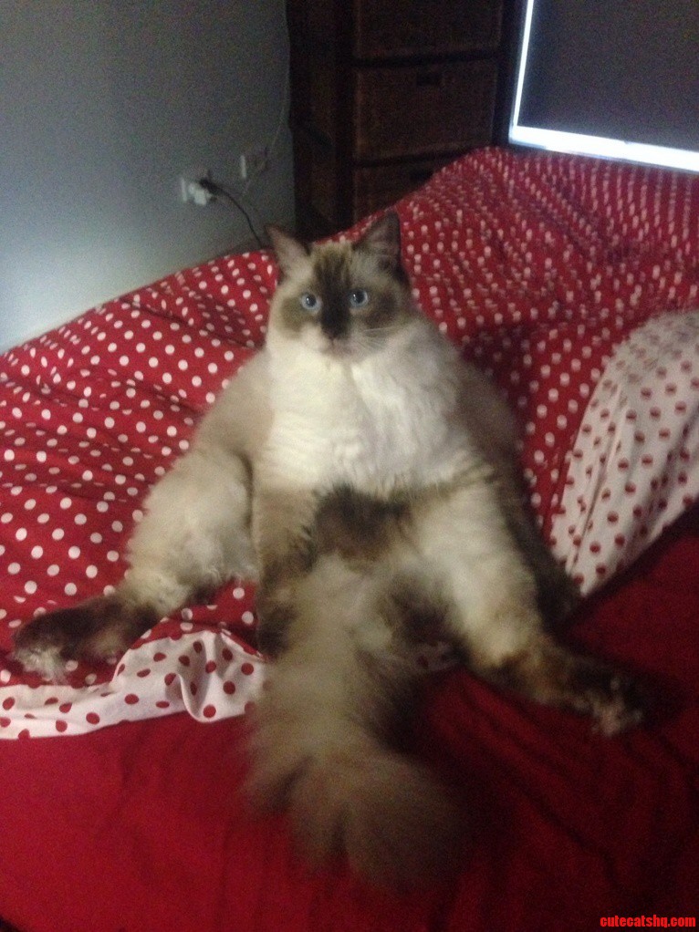 This Is Huxley He Normally Sits Like That.