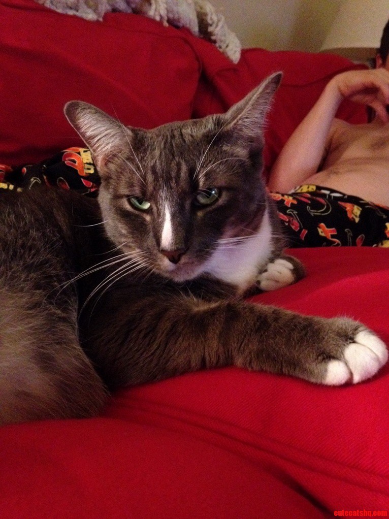 This Is Jafar. He Has Chronic Bitch Face.